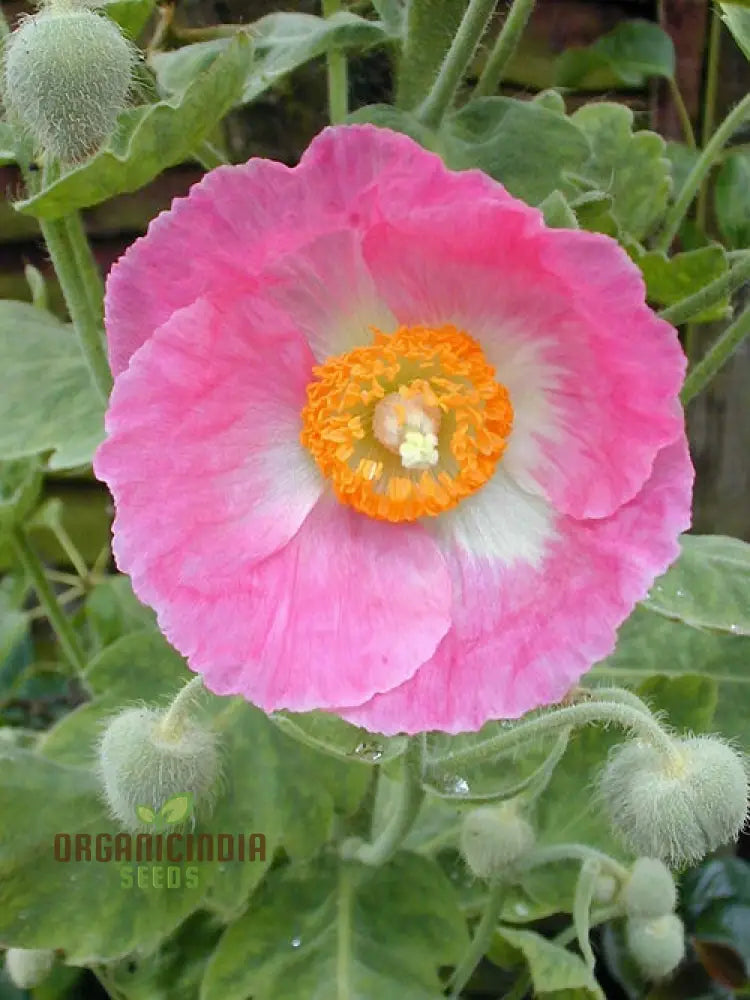 Non GMO Meconopsis seeds soft pastel pink flowers