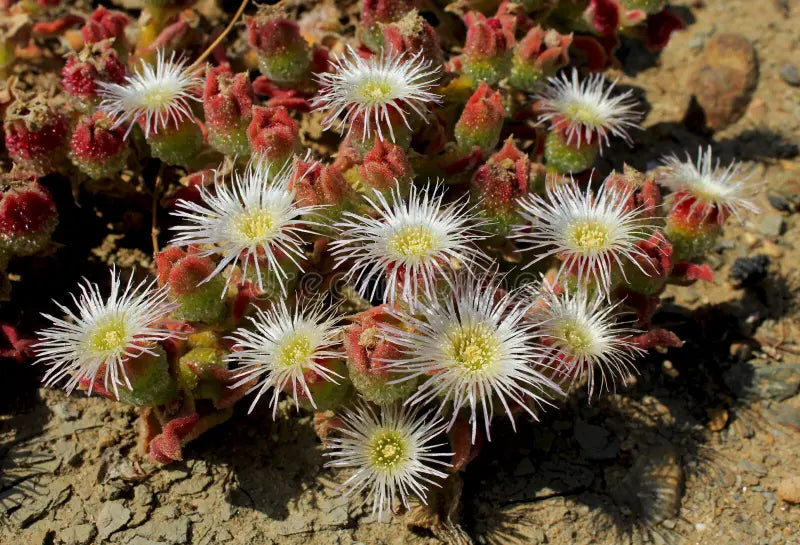 Non-GMO Mesembryanthemum Seeds for Low-Water Landscaping