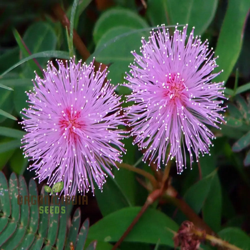 Non-GMO Mimosa Pudica Seeds for Indoor and Outdoor Planting