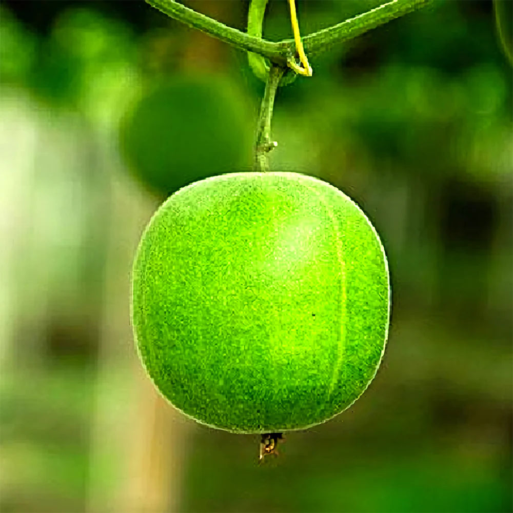 Non-GMO Monk Fruit Seeds for Healthy Home Gardening