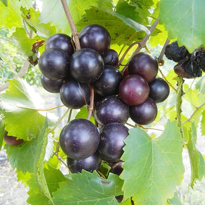 Non-GMO Muscadine grape seeds for home garden planting