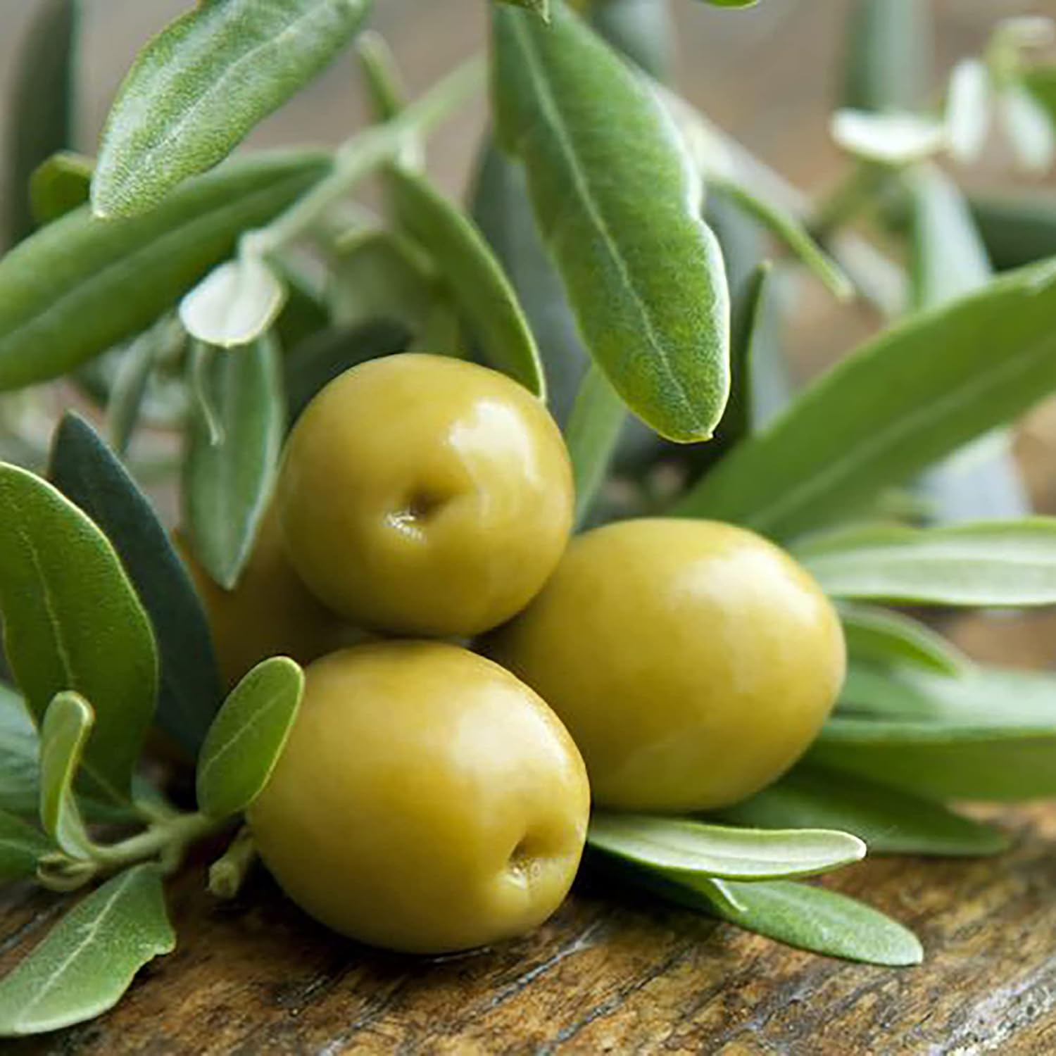 Non-GMO Olive Seeds for Mediterranean Garden