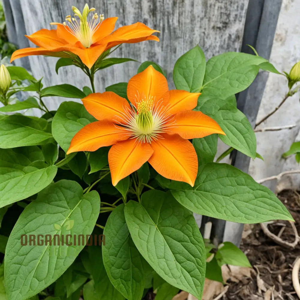 Non-GMO Orange Clematis Seeds for Vertical Gardening