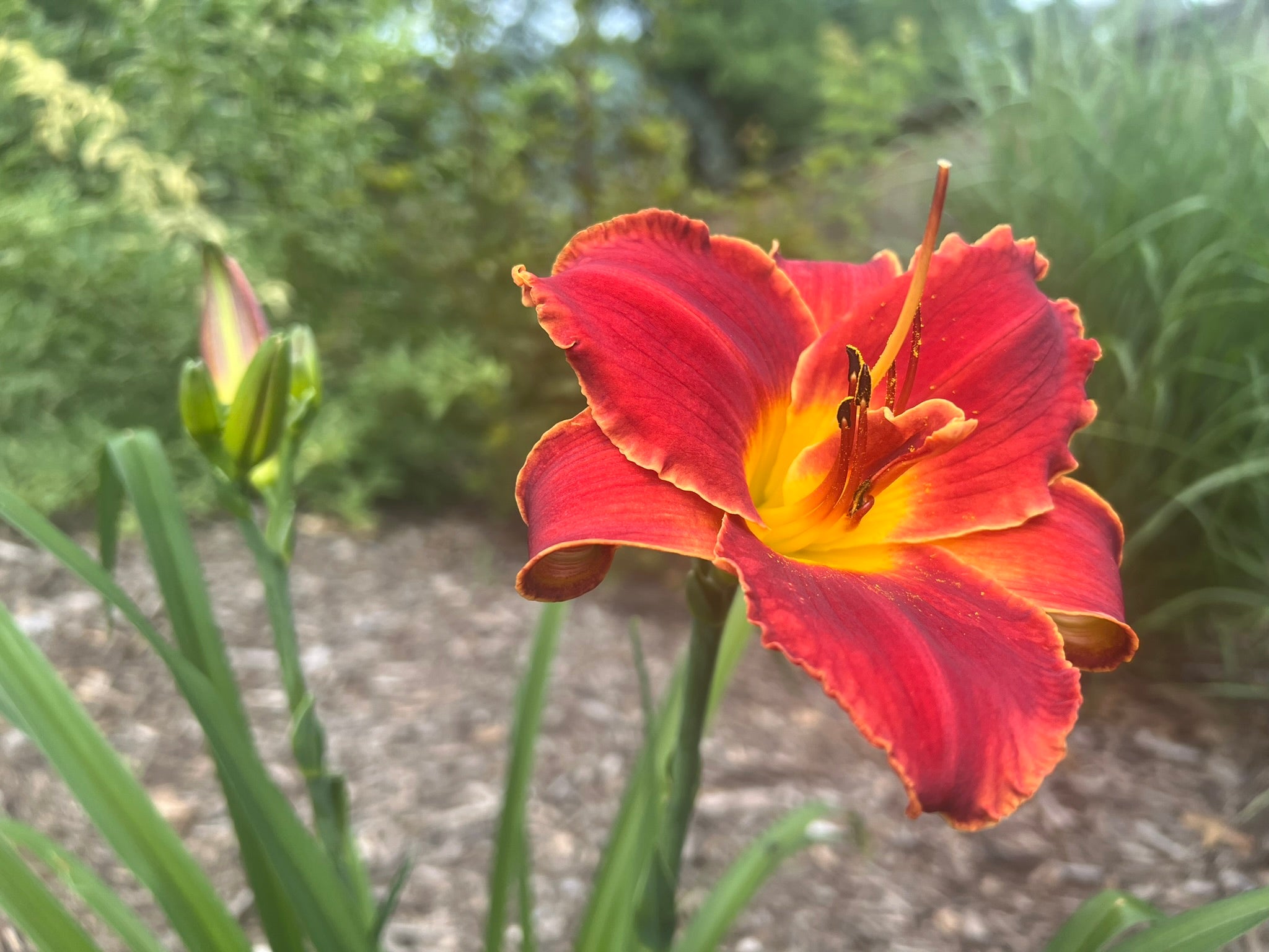 Non-GMO Orange Daylily Seeds for Home Garden Planting