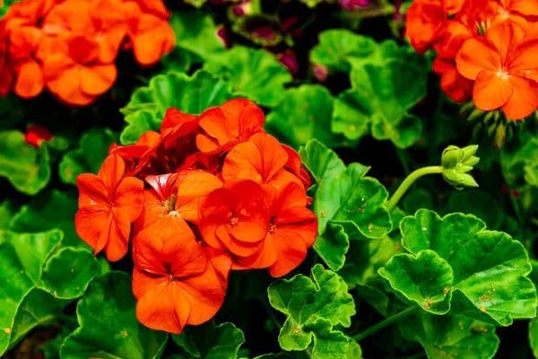 Non-GMO Geranium Seeds in Orange Color for Garden Use