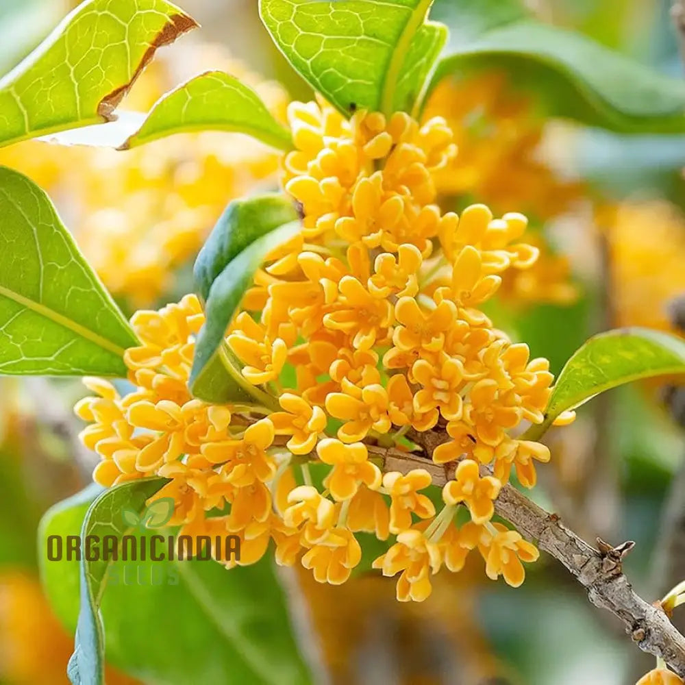 Non-GMO Osmanthus seeds