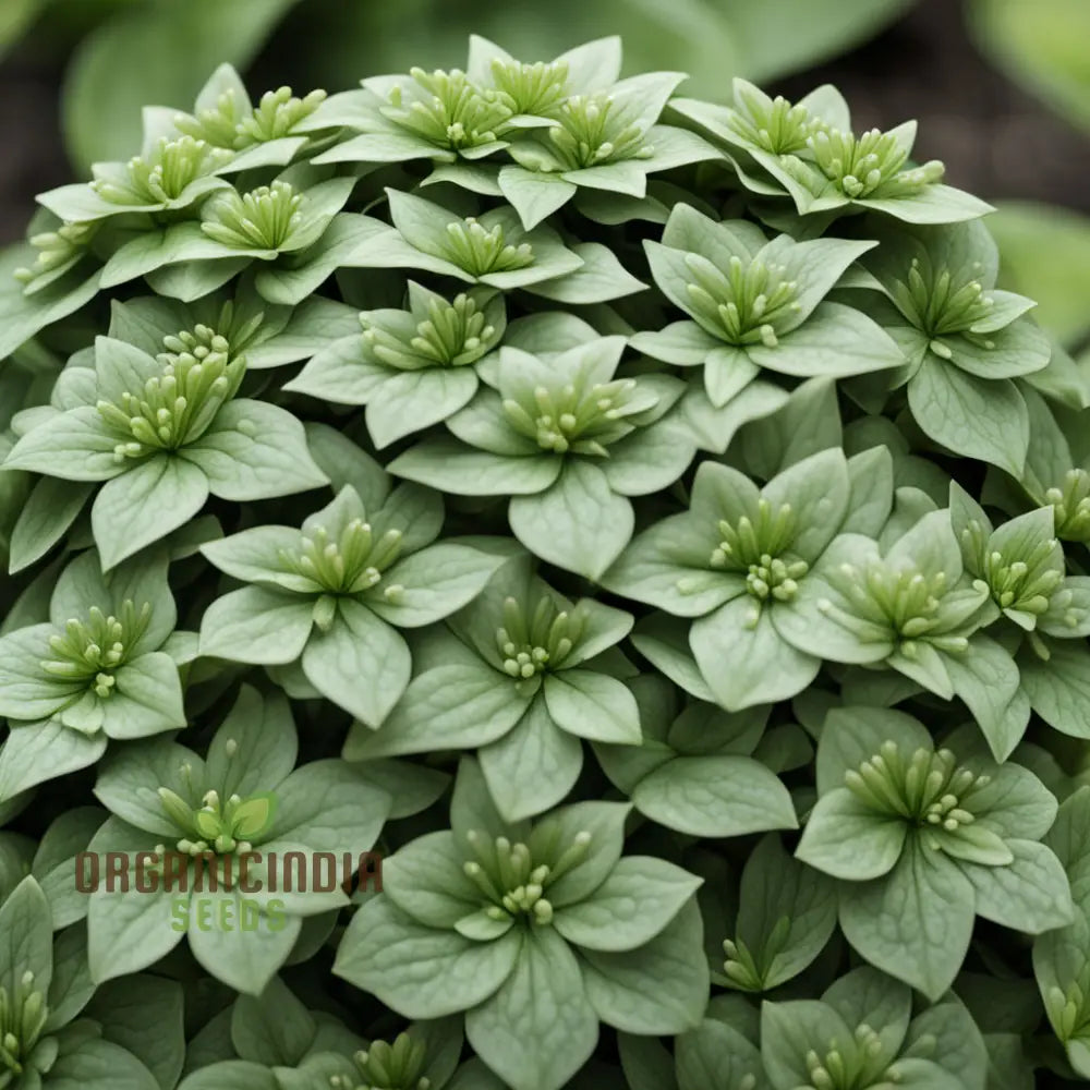 Non-GMO Pachysandra flower seeds for landscapes