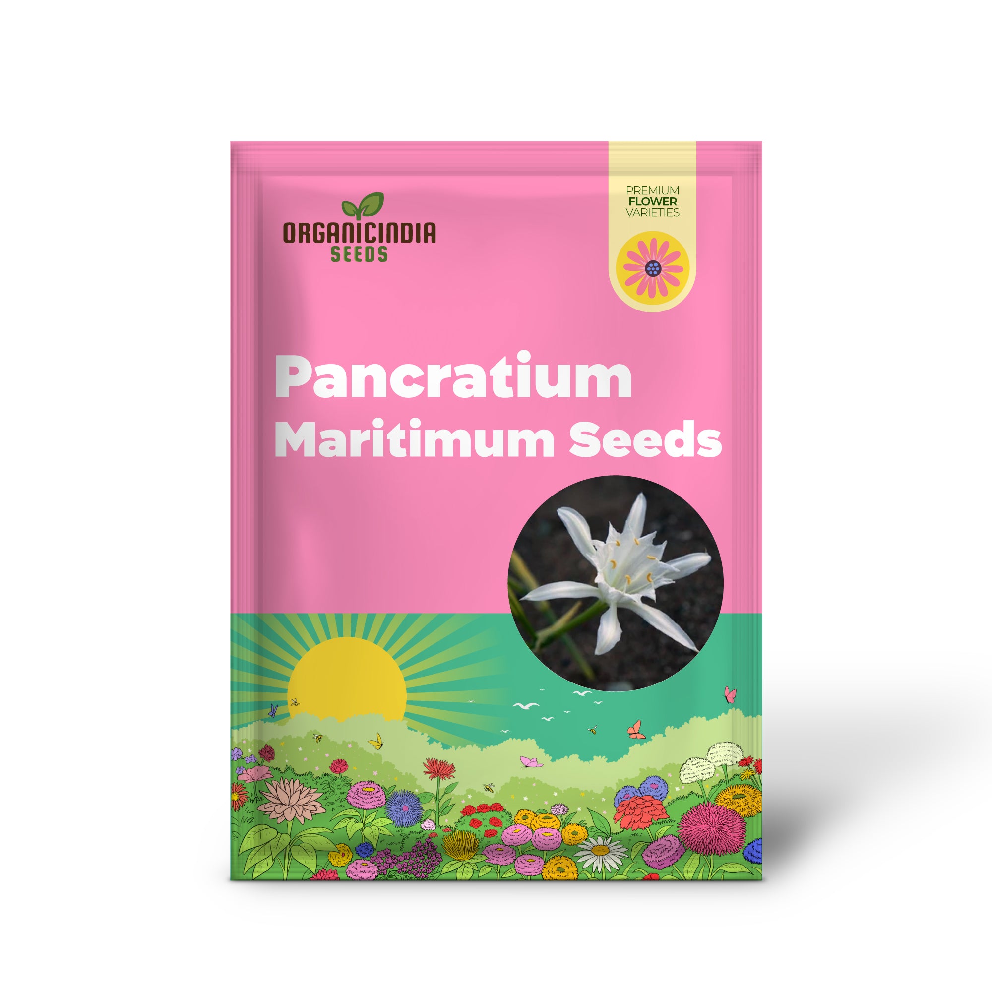Non-GMO Pancratium maritimum seeds white star blooms