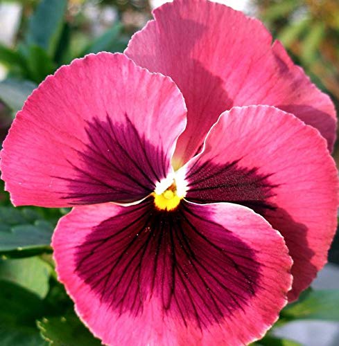 Non-GMO Pink Pansy Seeds for Outdoor and Container Gardening