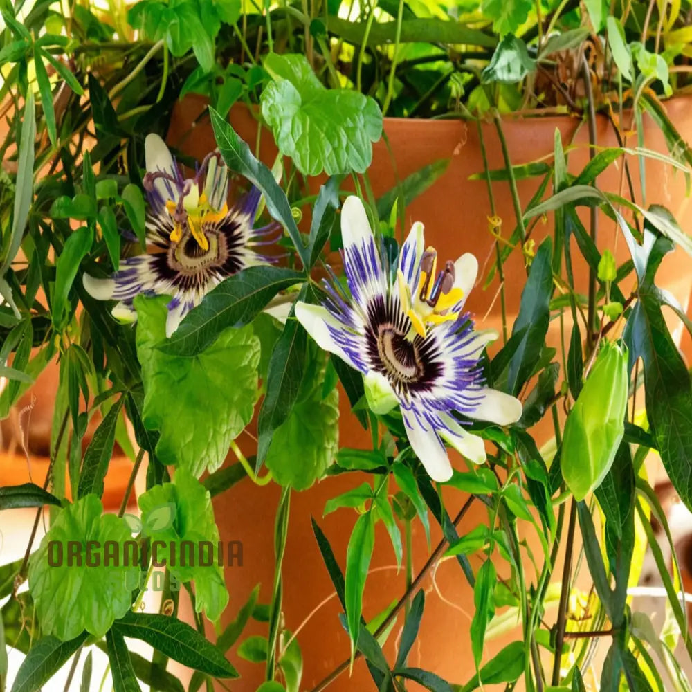 Non-GMO Passion Flower Seeds for Vibrant Garden Growth