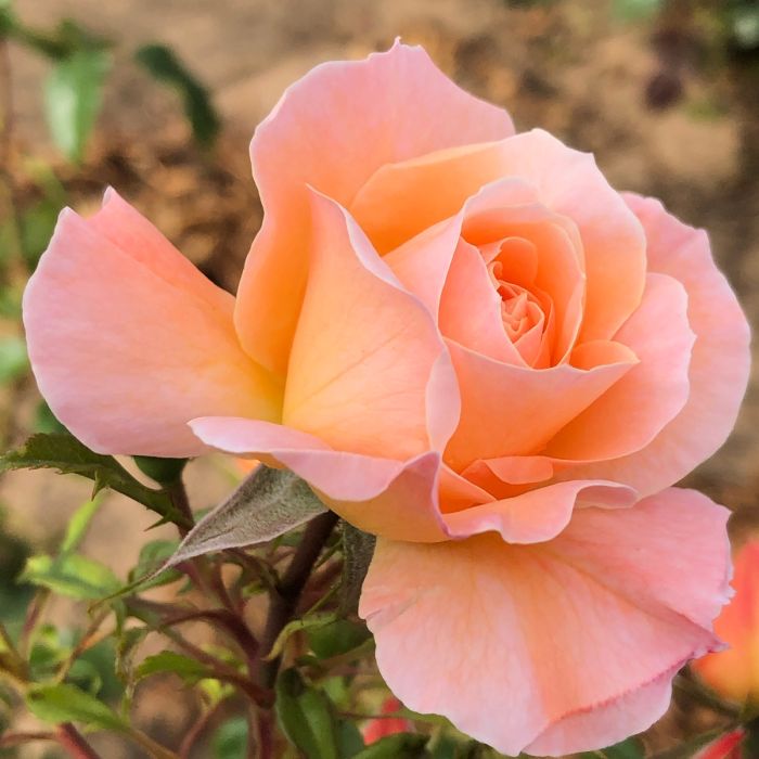 Non-GMO Peach Rose Seeds for Easy Flower Planting