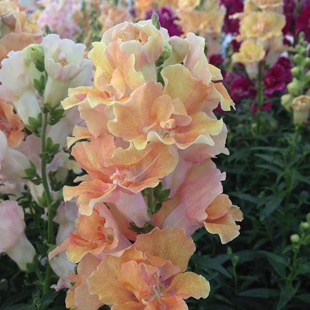 Non-GMO Peach Snapdragon Seeds for Home Garden Flowers