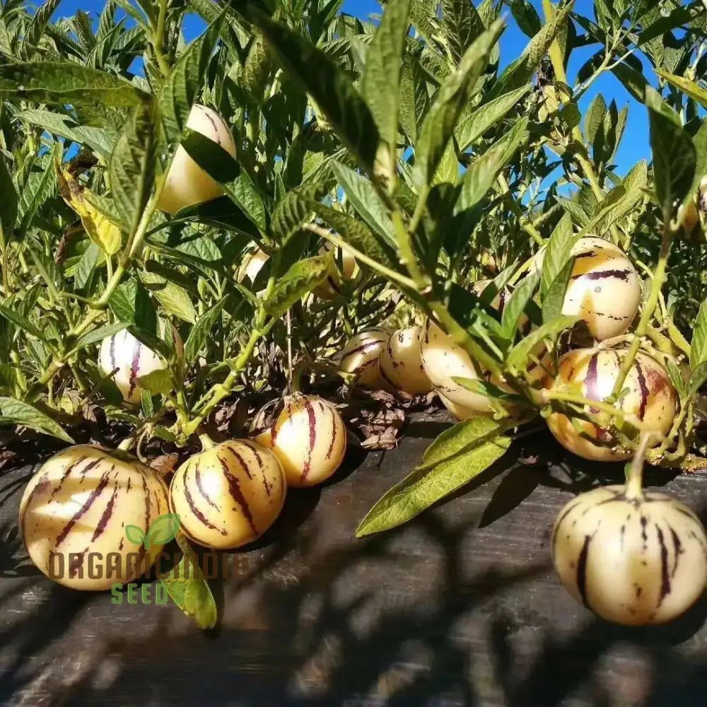 Non-GMO Pepino Dulce Seeds for Organic Gardening