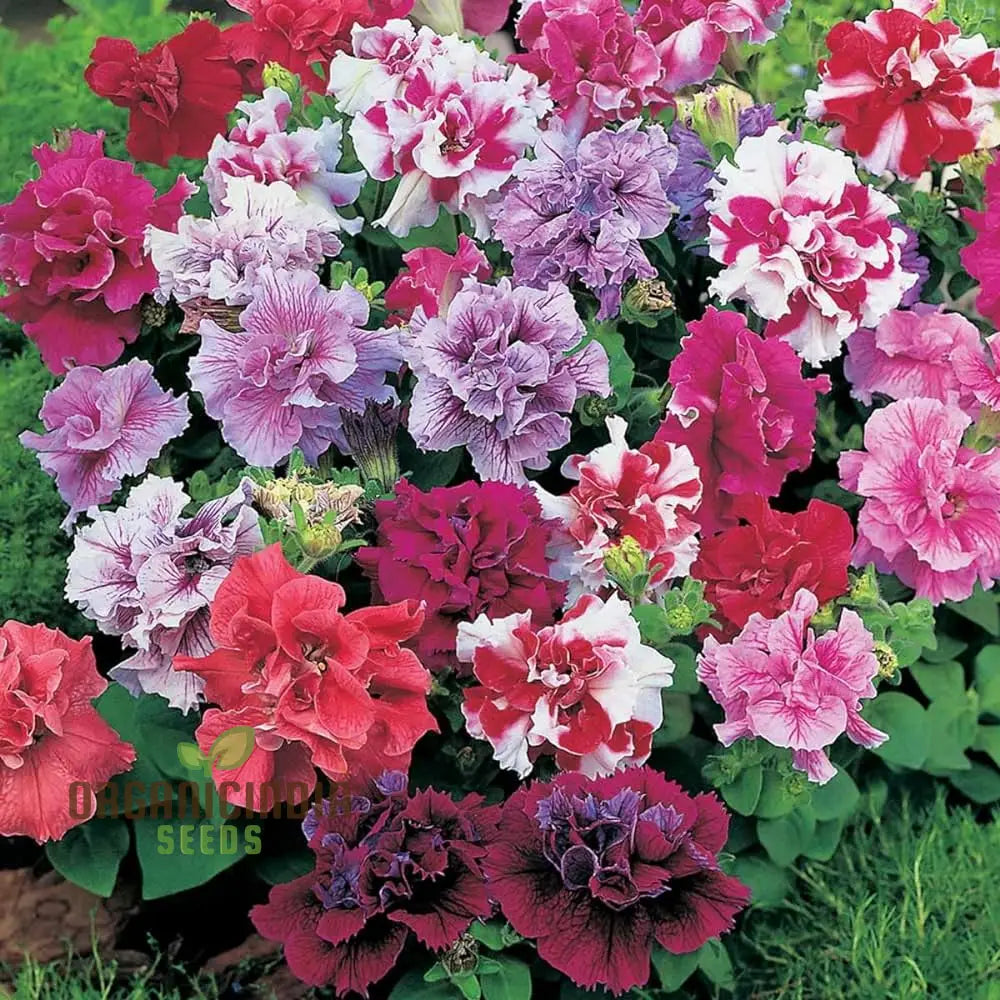 Non-GMO Petunia Bonanza Seeds for Seasonal Flowers
