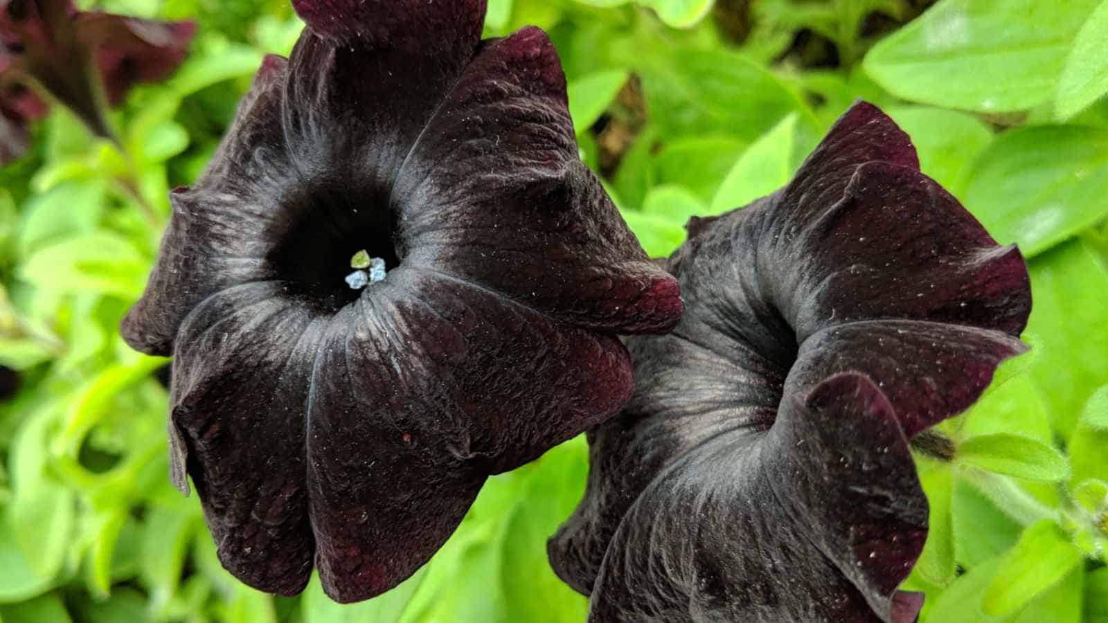 Non GMO petunia seeds chocolate brown flowers