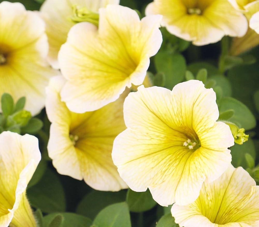 Non-GMO Light Yellow Petunia Seeds for Garden Flowers