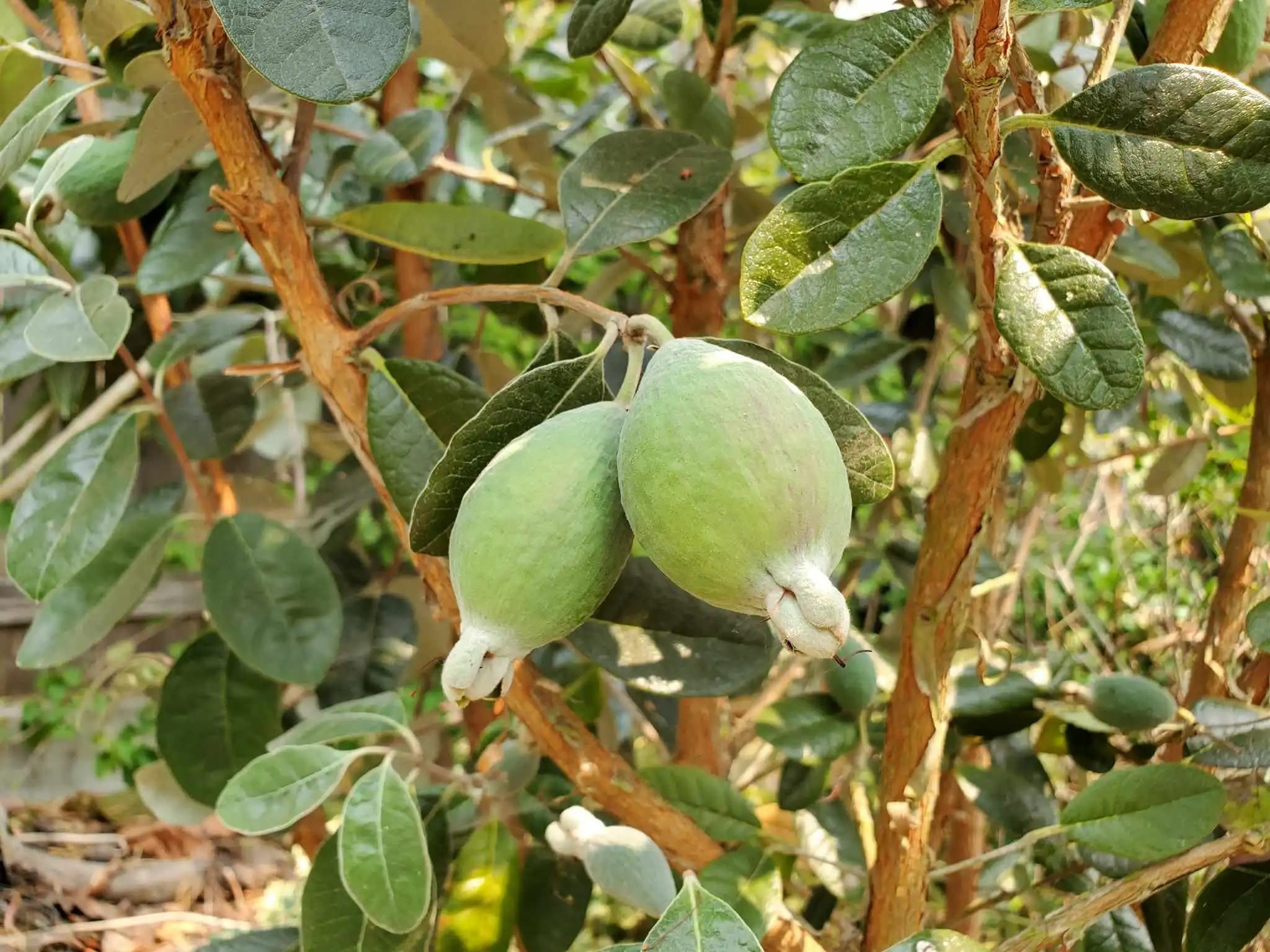 Non-GMO Pineapple Guava seeds for home fruit gardens