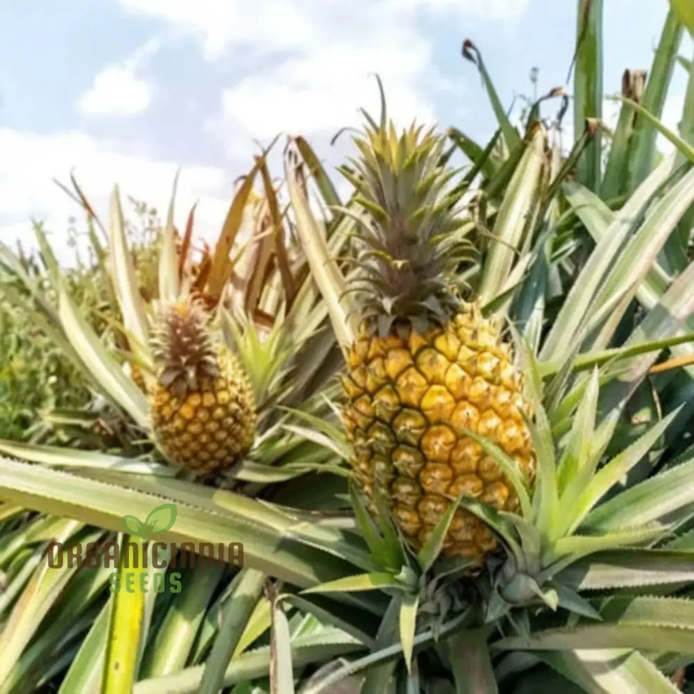 Non-GMO pineapple seeds for home garden planting