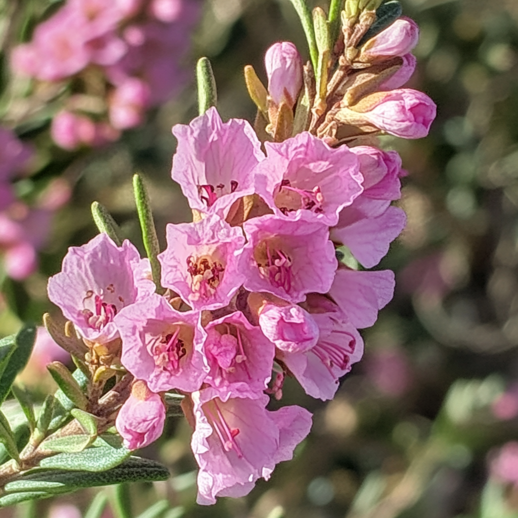 Non-GMO Evergreen Pink Flower Seeds for Outdoor Planting