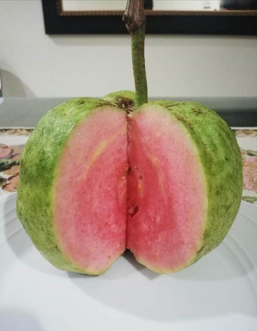 Non-GMO pink guava seeds for home fruit gardening