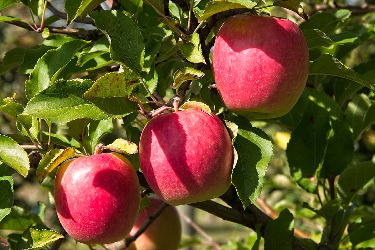 Non-GMO Pink Lady apple seeds for home orchard planting