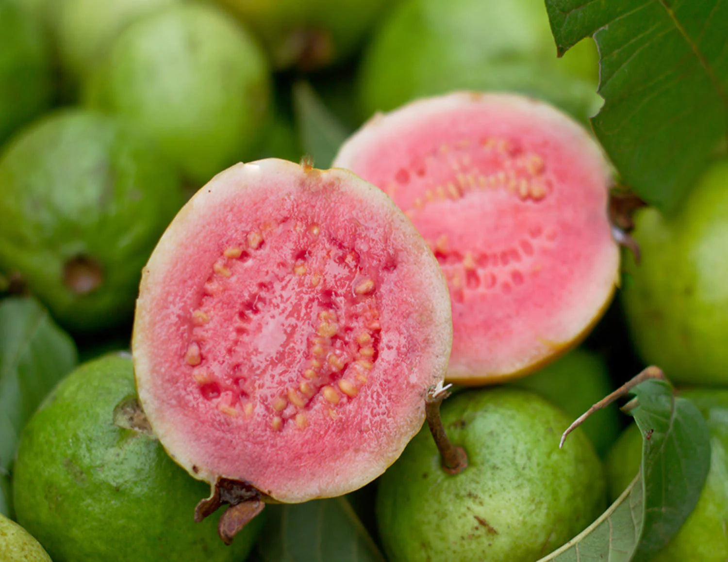 Non-GMO pink guava seeds for containers and gardens