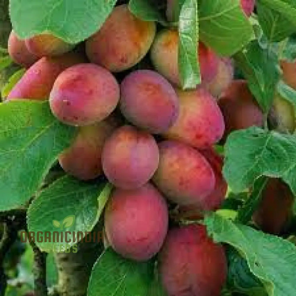Non-GMO Plum Victoria Seeds for Gardening