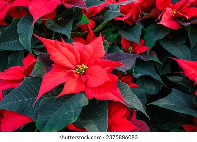 Non GMO Red Poinsettia Seeds for Gardening