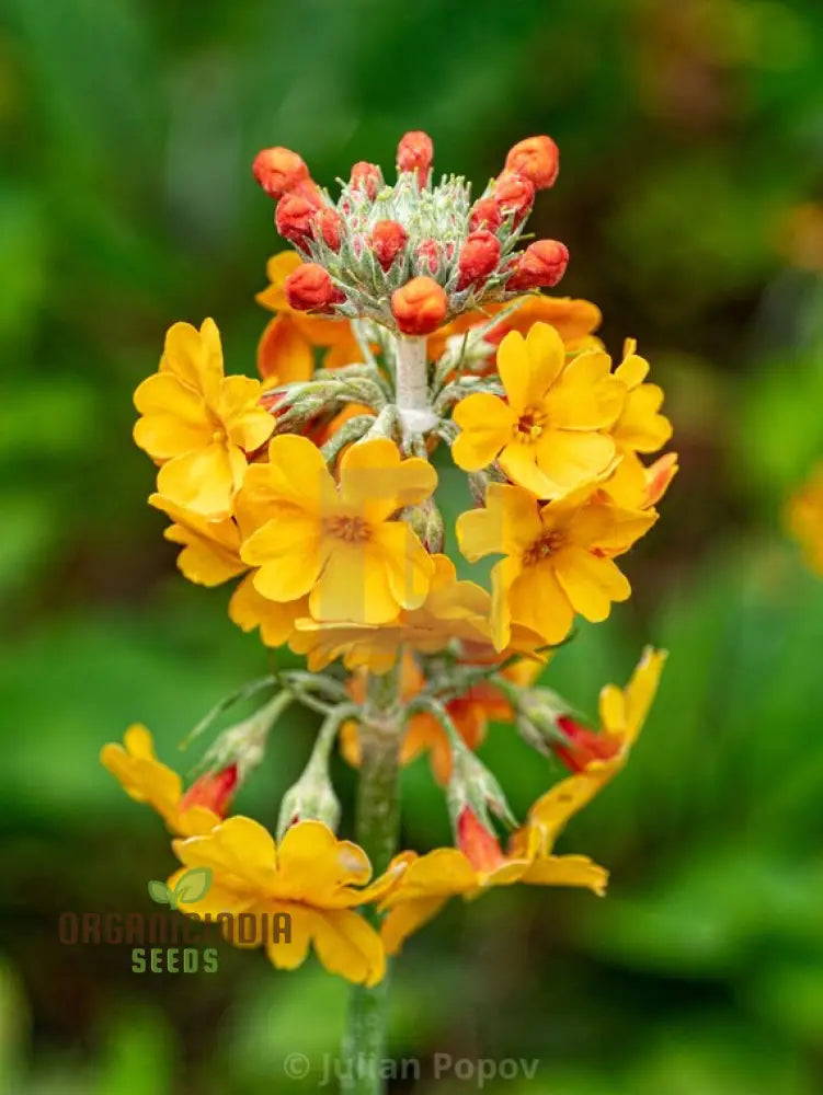 Non-GMO Primula Bulleyana seeds for planting