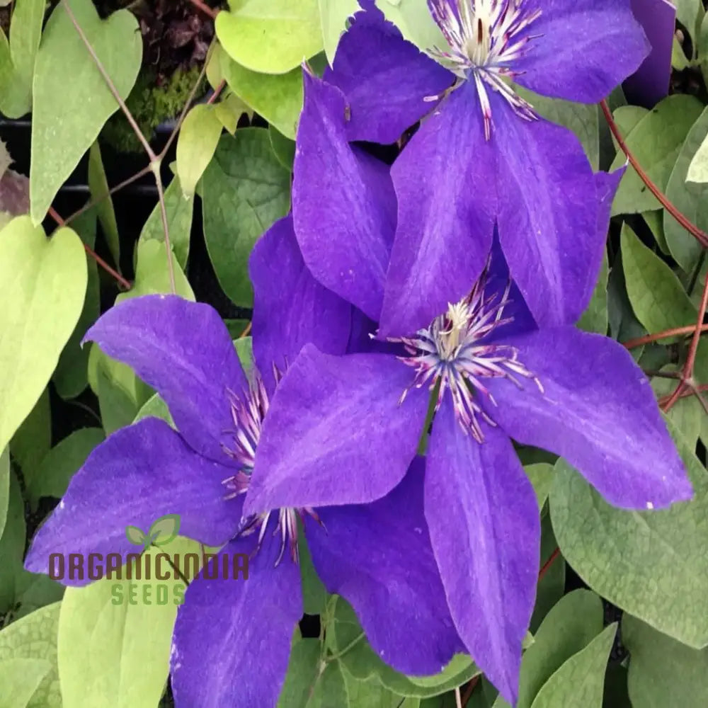 Non-GMO Purple Clematis Seeds for Home Gardens