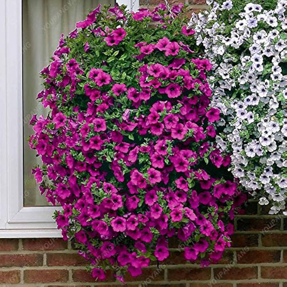 Non-GMO purple petunia seeds rich velvet flowers