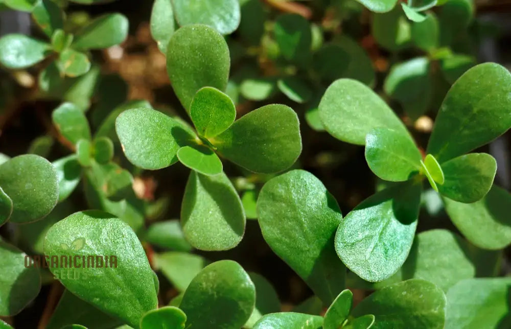 Non-GMO Purslane Seedlings Growing in Garden Soil