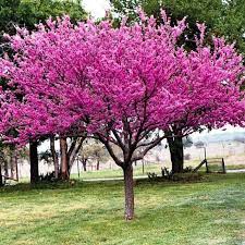 Non GMO Eastern Redbud Tree Seeds for Planting