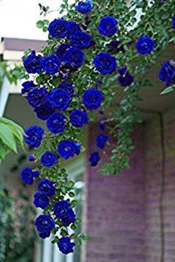 Non-GMO rose tree seeds vibrant seasonal blooms