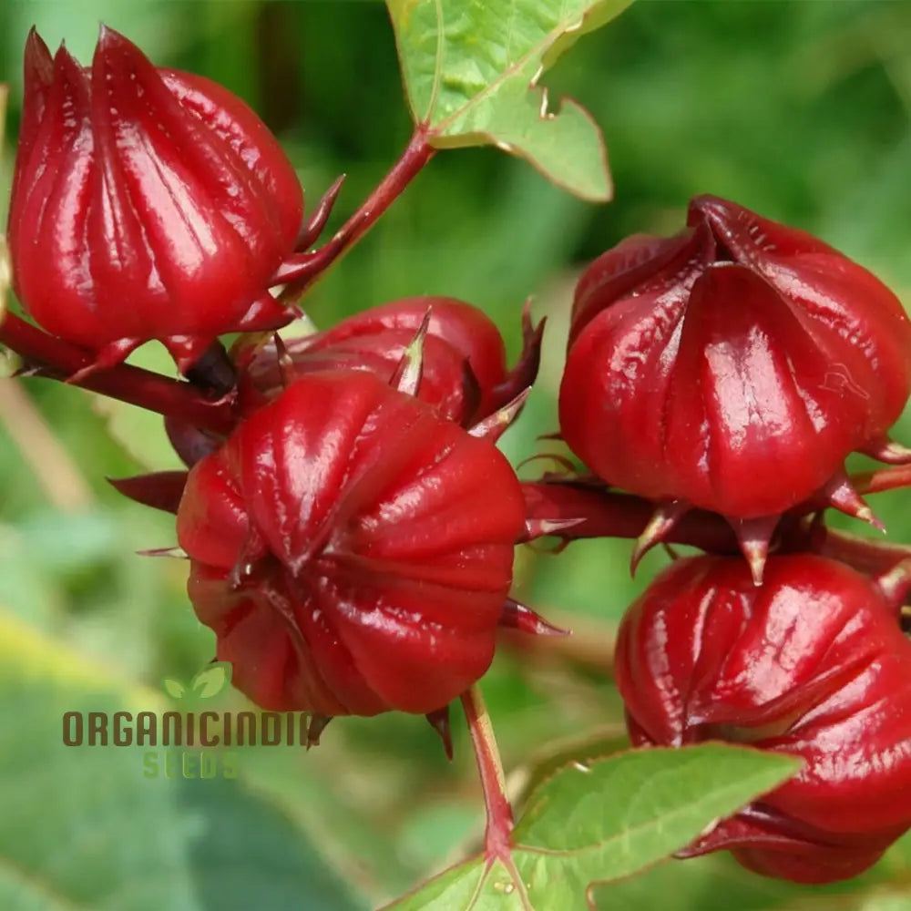 Non GMO roselle seeds for planting and gardening