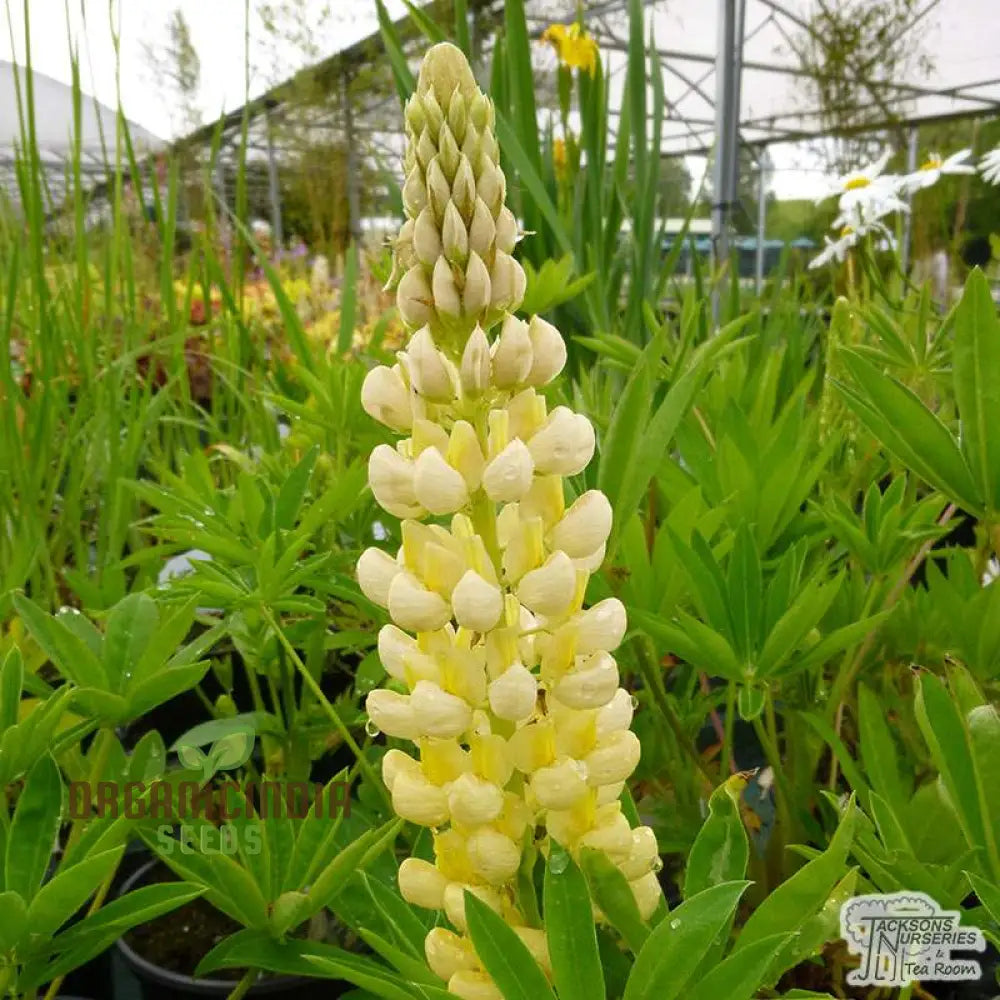 Non-GMO Yellow Lupine Seeds for Home Gardening