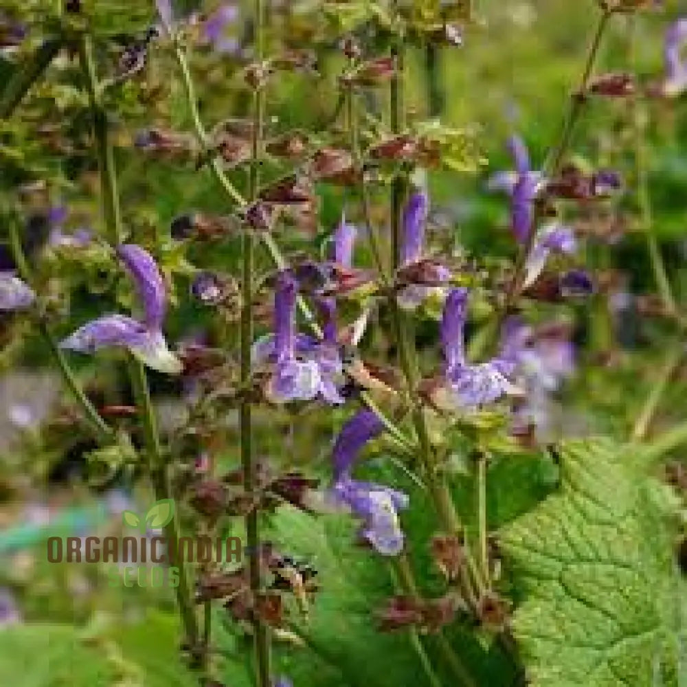 Non GMO Salvia perennial seeds easy care plants