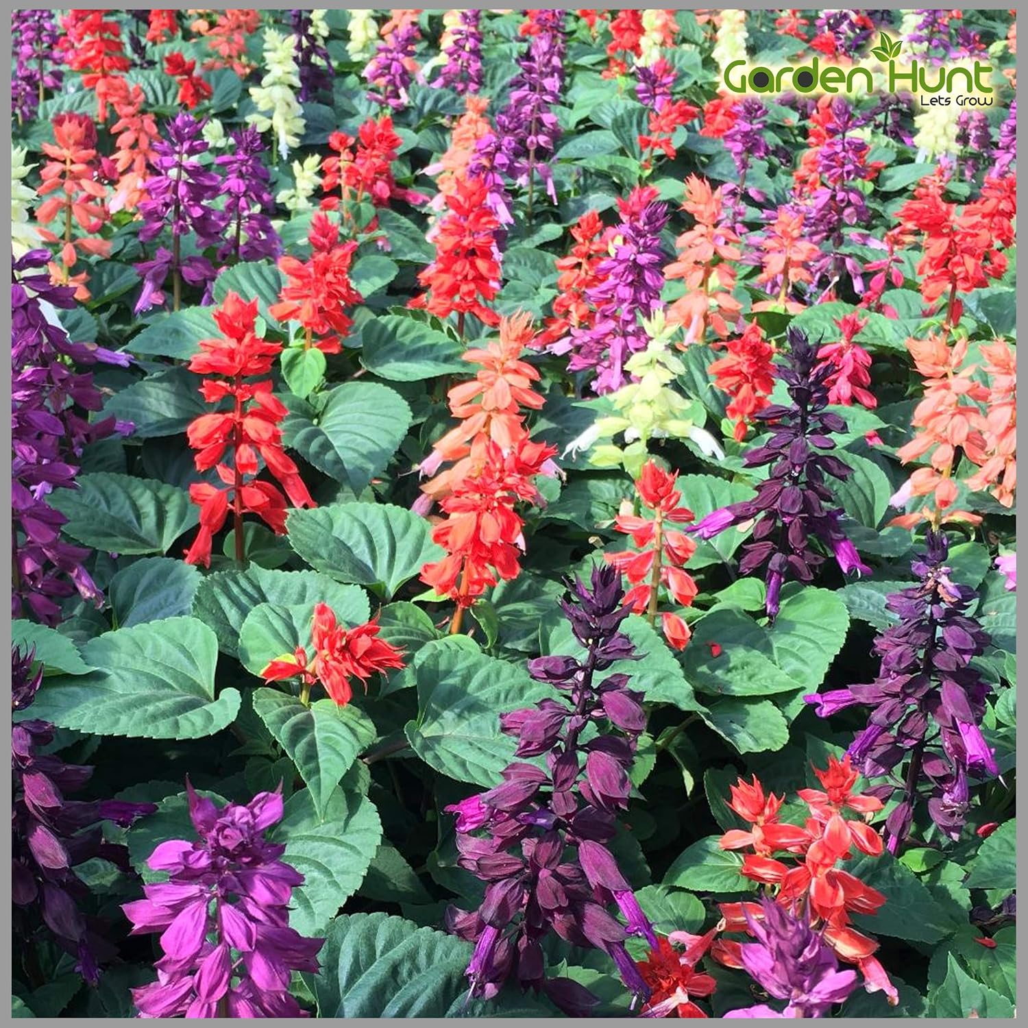 Non-GMO Salvia Reddy Formula Seeds for Bright Blooms
