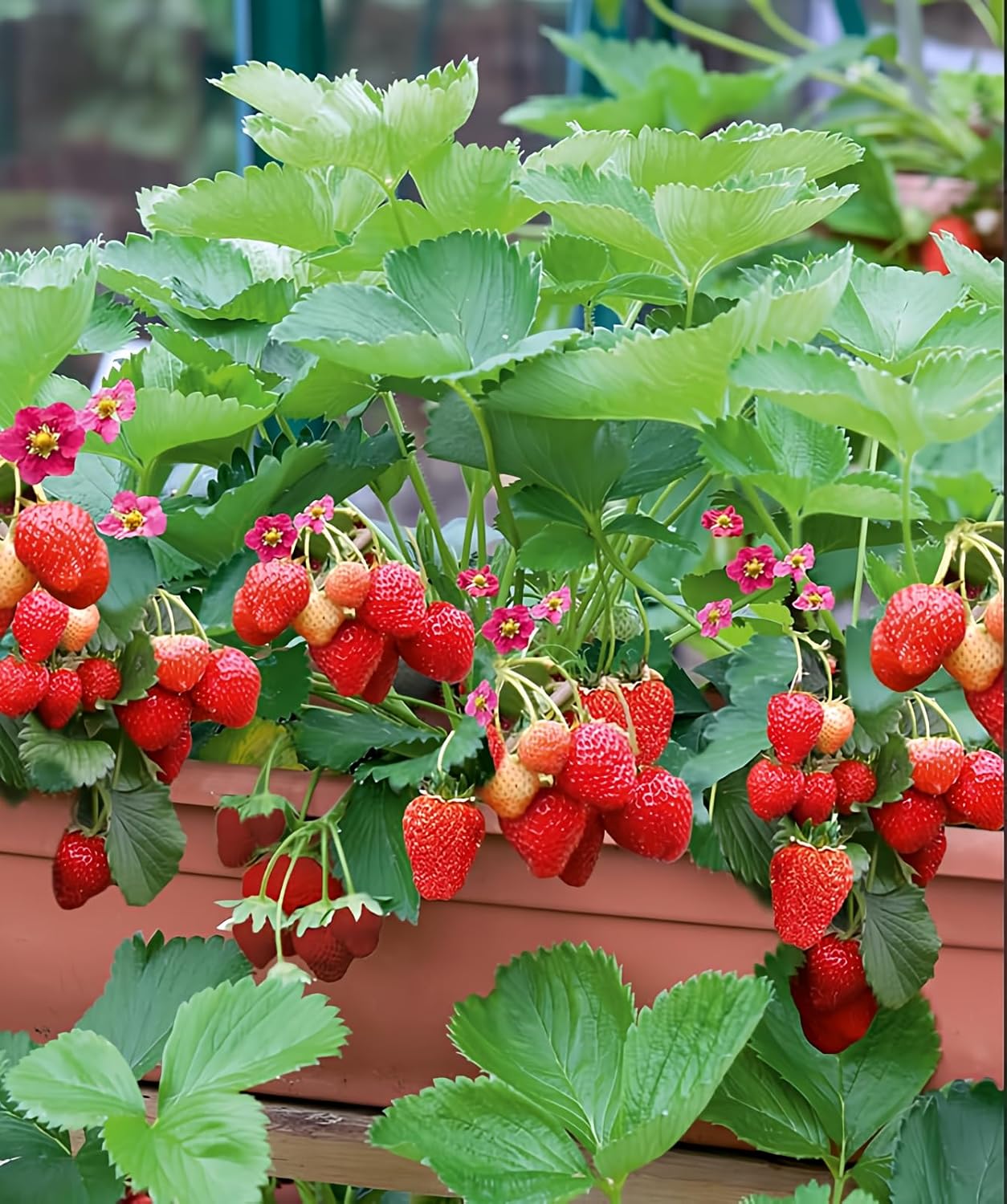 Everbearing strawberry seeds for continuous sweet berry harvests