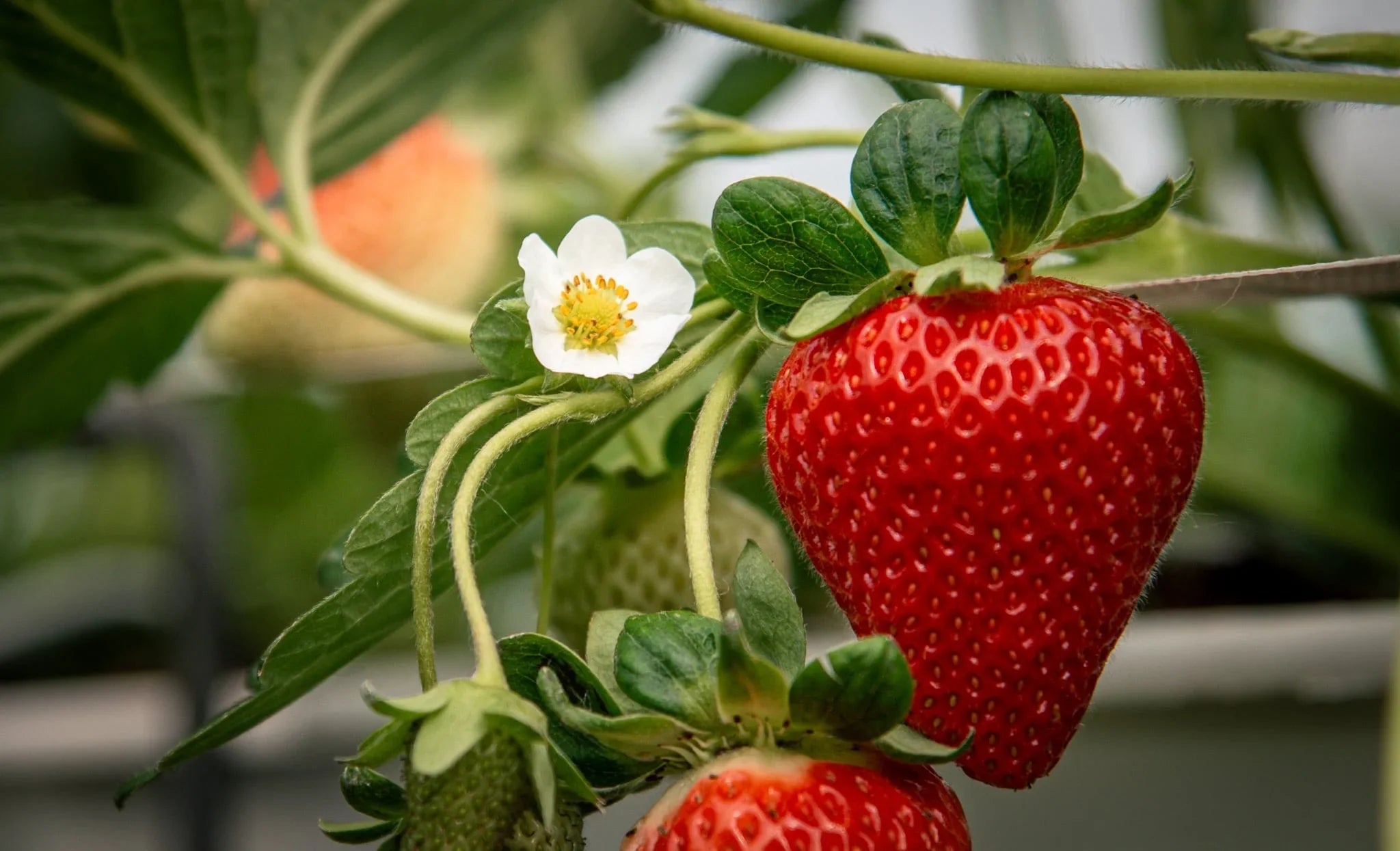 Non-GMO San Andreas strawberry seeds for home garden planting