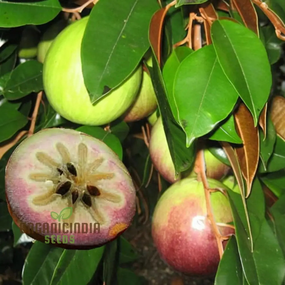 Non-GMO Star Apple seeds for home gardens and orchards