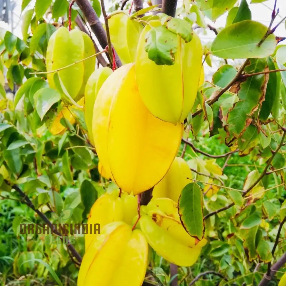 Non-GMO star fruit seeds for home garden fruit cultivation
