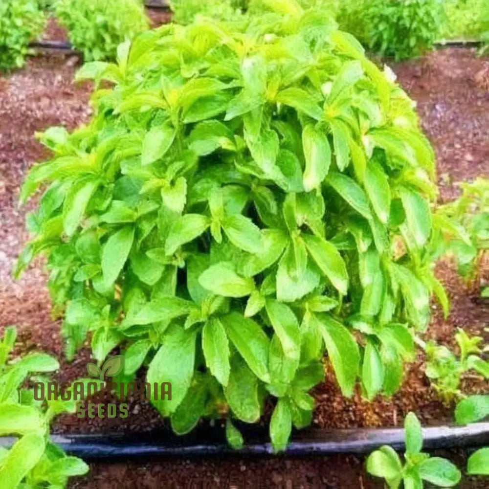 Non-GMO Stevia Plant Seeds – Natural Sugar Substitute