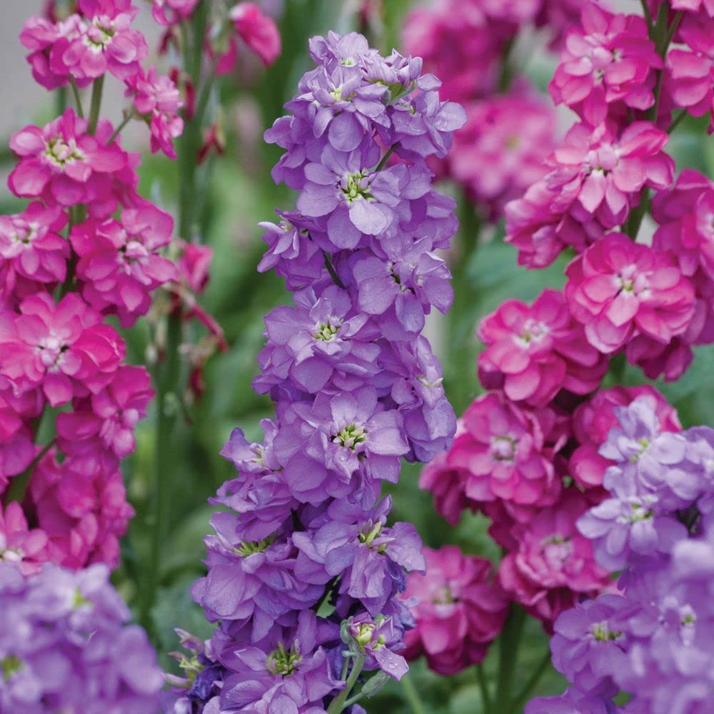 Non-GMO Stock Double Seeds for Vibrant Flower Gardens