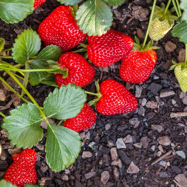 Non-GMO Strawberry Seeds for Organic Gardening