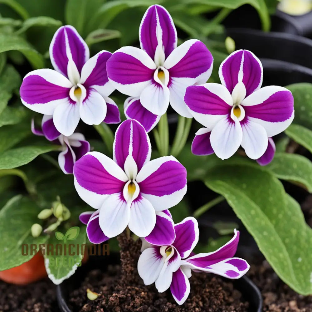 Non-GMO Streptocarpus Seeds for Colorful Flower Display