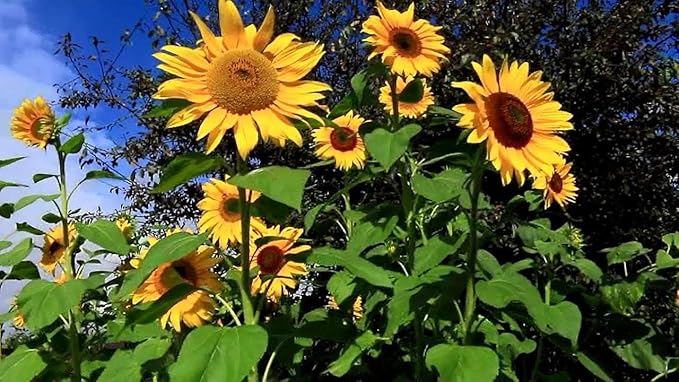 Non-GMO Sunflower Seeds Mix for Summer Garden Blooms