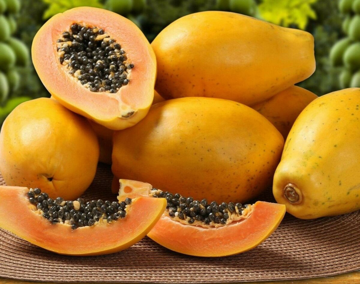 Non-GMO Sunset papaya seeds for growing tropical papaya trees