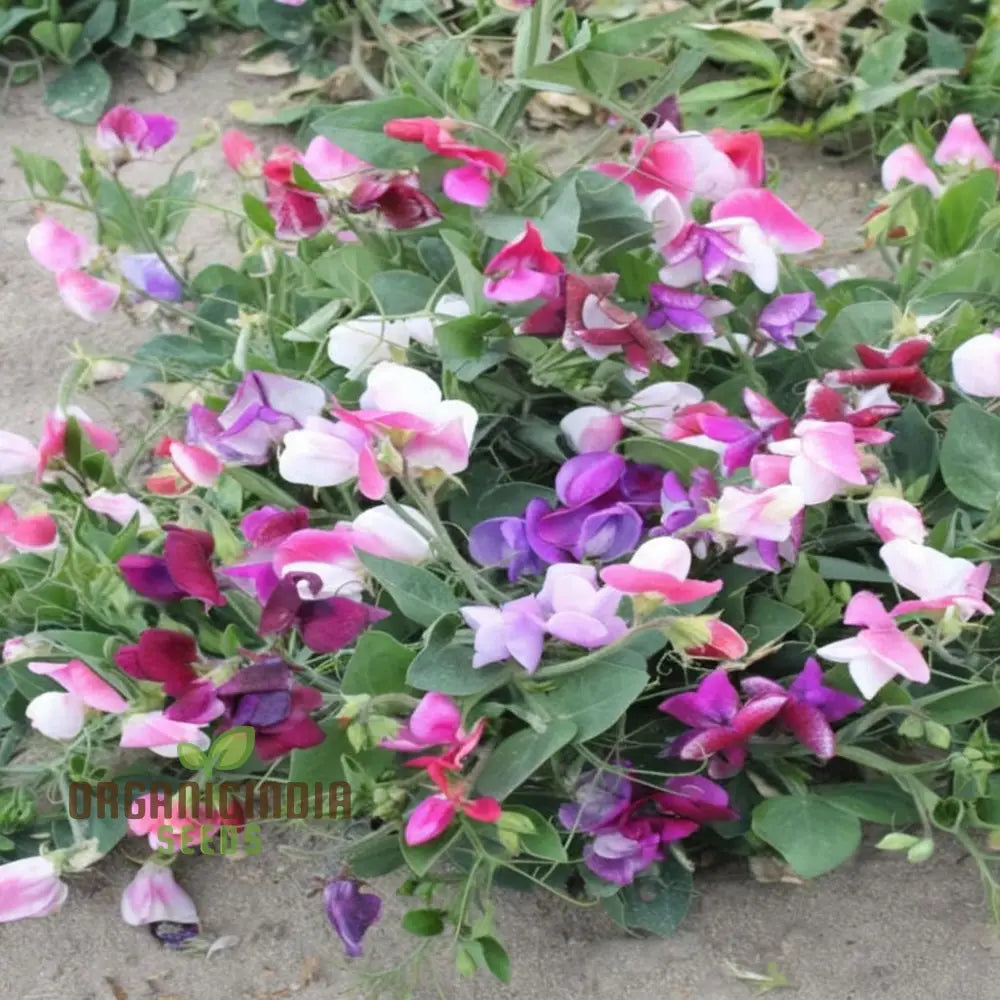 Non-GMO Sweet Pea Little Sweetheart seeds for borders