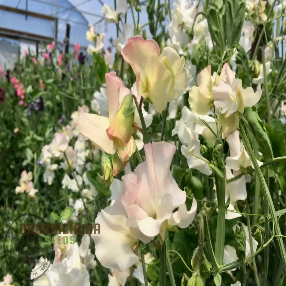 Non-GMO White Sweet Pea Seeds for Trellises and Containers